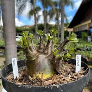 2204 03 Arabicum Javali - Adulta