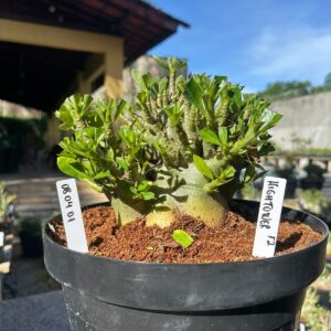 0804 01 Arabicum HighTower - Adulta ( Leilão )