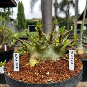 2703 08 Arabicum Black Hulk - Adulta ( Leilão )