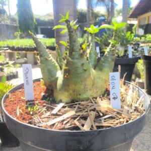 0604 07 Arabicum Dynamo ( Leilão )