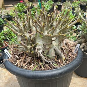 2904 03 Arabicum Darckseid adulta