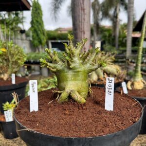 2703 21 Arabicum Panzer - Adulta