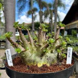 2204 05 Arabicum Megatron - Adulta