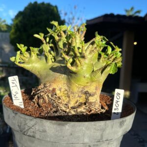 2304 08 Arabicum Fat boy - Adulta