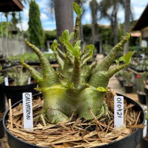0104 21 Arabicum Galvatron - Adulta
