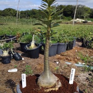 2704 01 Socotranum