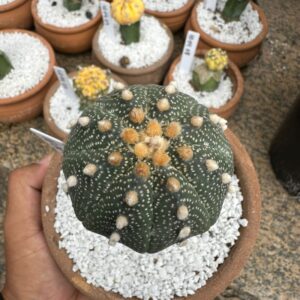 1004 07 Cacto Astrophytum Asteria Star shape