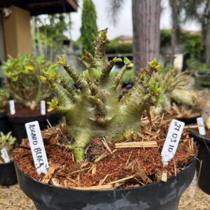 2703 10 Arabicum Asgard - Adulta