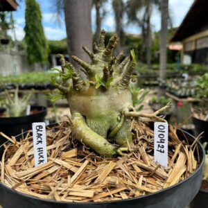 0104 27 Arabicum Black Hulk - Adulta