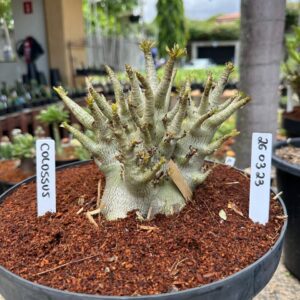 2603 23 Arabicum Colossus - Adulta
