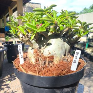 2503 03 Arabicum Popeye - Adulta