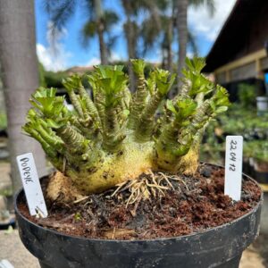 2204 12 Arabicum Popeye - Adulta