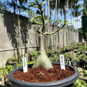 3004 10 Baobá Baby Merabe