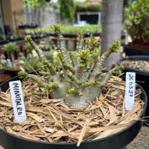 2703 27 Arabicum Minotauro - Adulta ( Leilão )