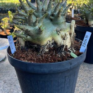 2304 15 Arabicum God Bigger - Adulta