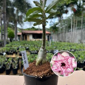 2403 44 Rosa do Deserto Lily