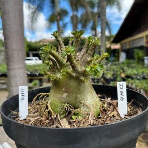 2204 10 Arabicum Eiffel - Adulta