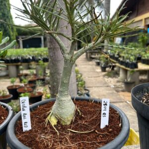 Rosa do Deserto 2504 05 Big Caudex Crispum Pull red Strings - Linha Big Caudex RDF - RDF Fortaleza