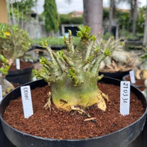 2703 36 Arabicum Odin - Adulta