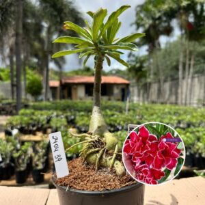 2403 39 Rosa do Deserto Red Cloak