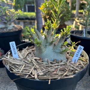 2603 33 Arabicum Overload - Adulta