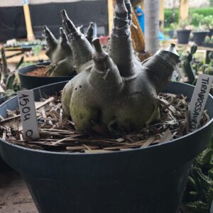 1504 04 Arabicum Tiranossauro - Adulta