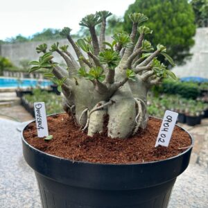 0904 02 Arabicum Dinossaur - Adulta