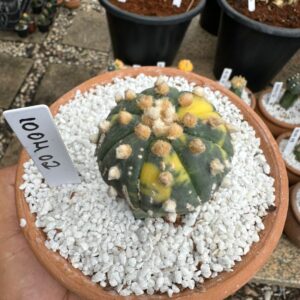 1004 02 Cacto Astrophytum Asterias Variegata