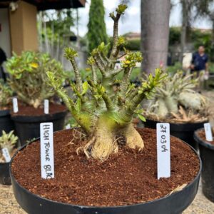 2703 04 Arabicum HighTower - Adulta