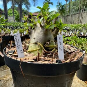 0604 05 Arabicum Minotauro - Adulta