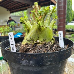 2104 08 Arabicum Emeral crown - Adulta