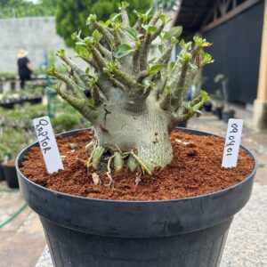 0904 01 Arabicum Raptor F2 - Adulta