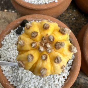 1004 07 Cacto Astrophytum Asterias Aurea