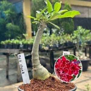 2504 07 Rosa do Deserto Red Cloak