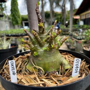 0104 04 Arabicum Overlord - Adulta