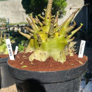 2304 06 Arabicum Dhofarense - Adulta