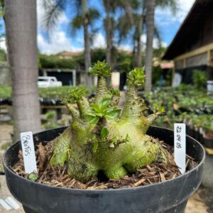 2204 09 Arabicum Brutos - Adulta