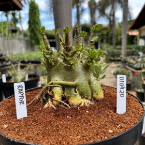 0104 20 Arabicum Raptor - Adulta