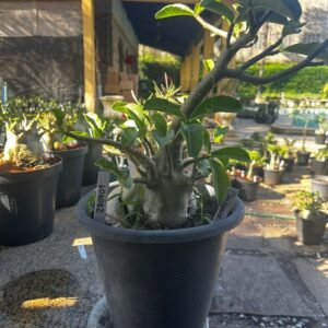 2704 01 Arabicum Dhofarense