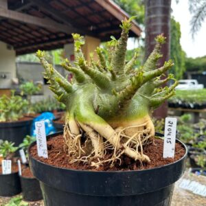 2104 15 Arabicum Dinossaur - Adulta