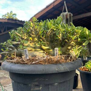 3004 07 Arabicum Megatron - Adulta