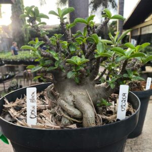 2404 04 Arabicum Odin Black F3 - Adulta