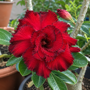 Podadinha - Rosa do Deserto Queen Red