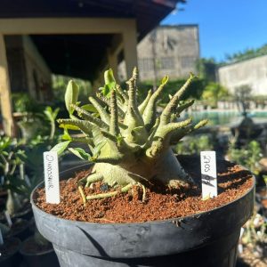 2705 03 Arabicum Dinossaur - Adulta