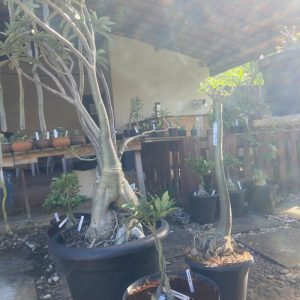0805 07 Socotra Kit ( 3uni )