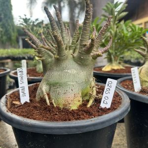 0405 02 Arabicum Optimus Prime - Adulta