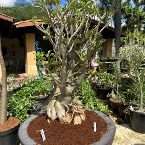 1505 01 Socotra Medusa Enxertada ( leilão )