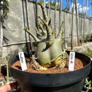 2305 19 Arabicum Arabicum Yankzaou  - Adulta