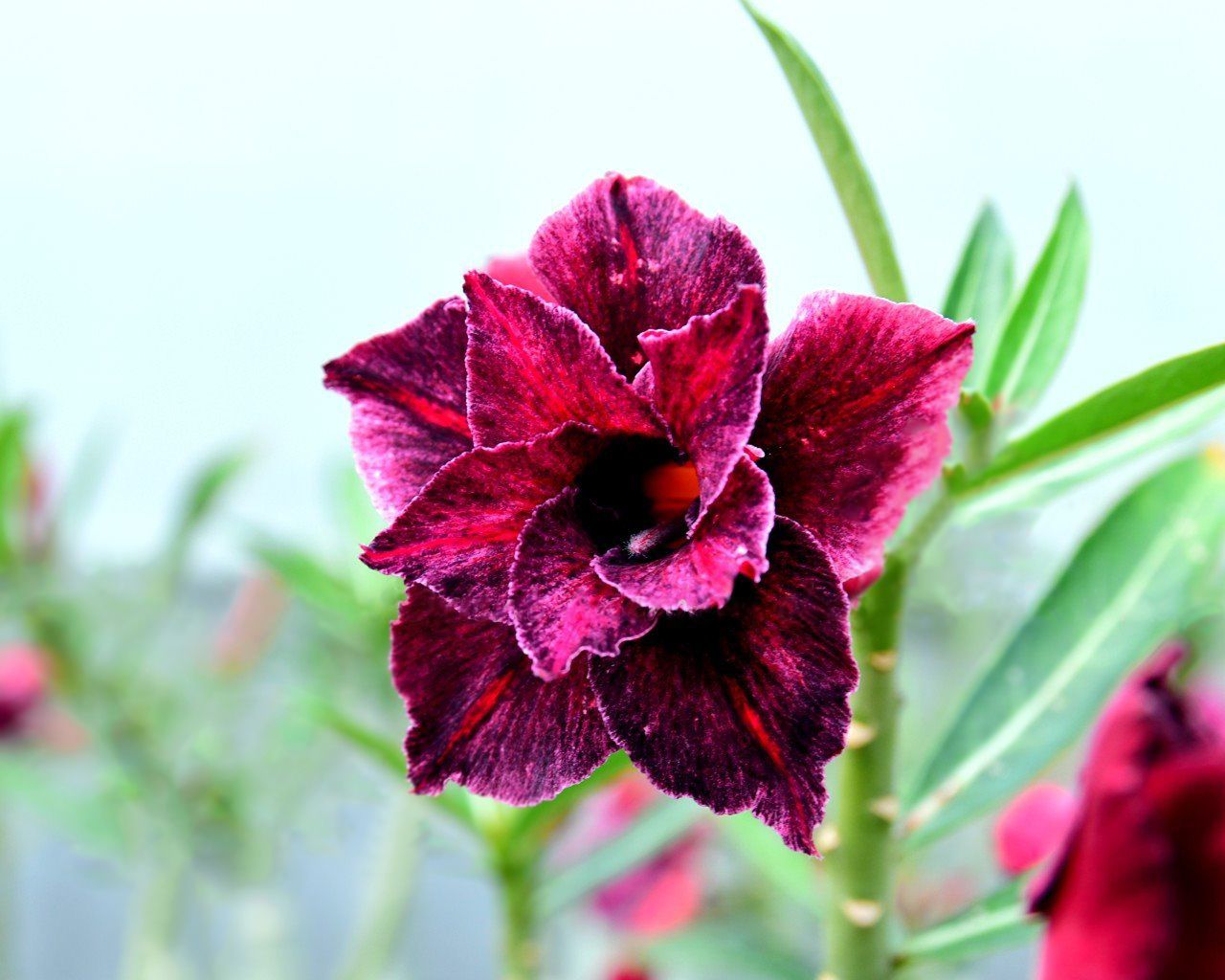 Avaria - Rosa do Deserto Emma