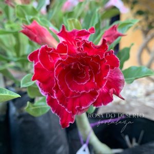 Avaria - Rosa do Deserto Entrancing